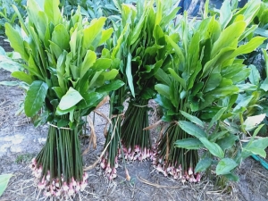 ข่าอ่อน